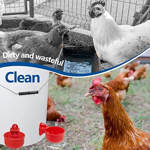 🔥🔥Cadeau pour les amateurs de poulets 44 % de réduction --🔥Tasse à eau automatique pour volaille