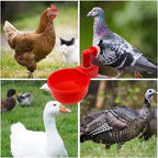🔥🔥Cadeau pour les amateurs de poulets 44 % de réduction --🔥Tasse à eau automatique pour volaille