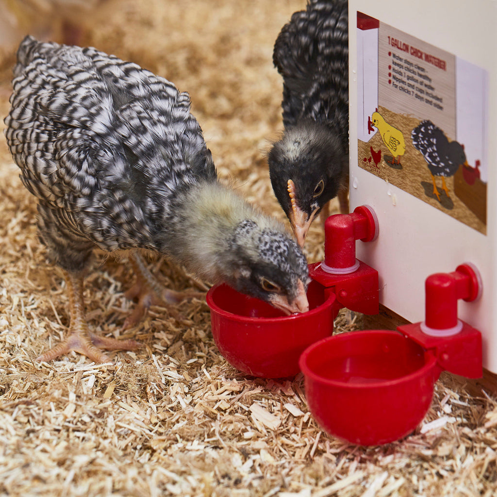 🔥🔥Cadeau pour les amateurs de poulets 44 % de réduction --🔥Tasse à eau automatique pour volaille