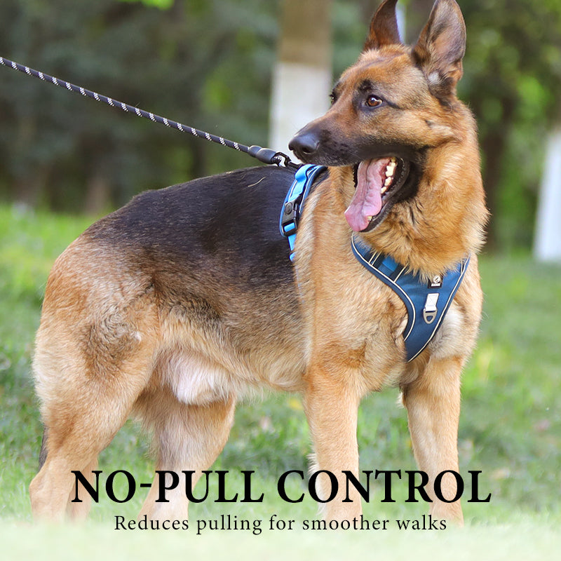 Harnais pour chien anti-traction avec laisse et collier LED