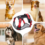 Harnais pour chien anti-traction avec laisse et collier LED