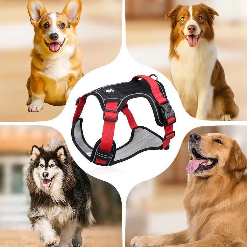 Harnais pour chien anti-traction avec laisse et collier LED